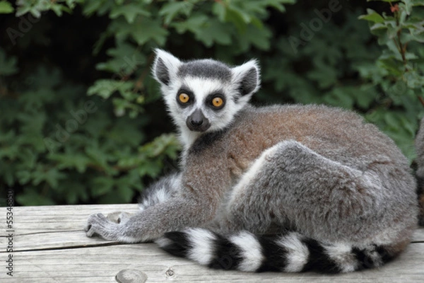 Obraz Jungtier Katta