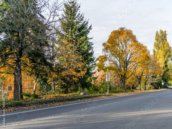 Obraz Seatac Street Autumn Trees 13