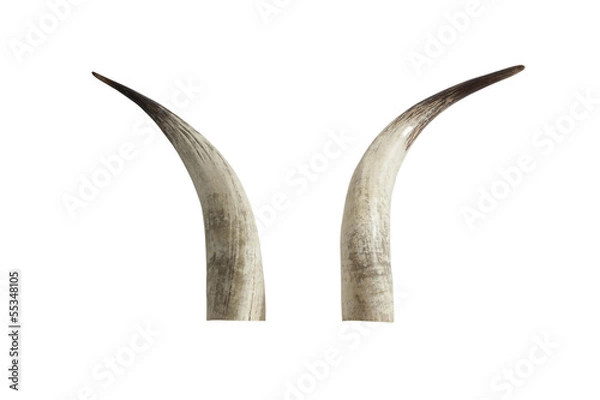 Obraz Big ivory tusks