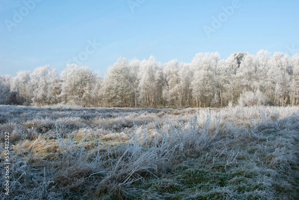 Obraz trees in the snow