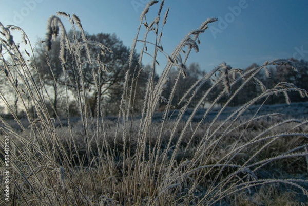 Obraz grass in the wind