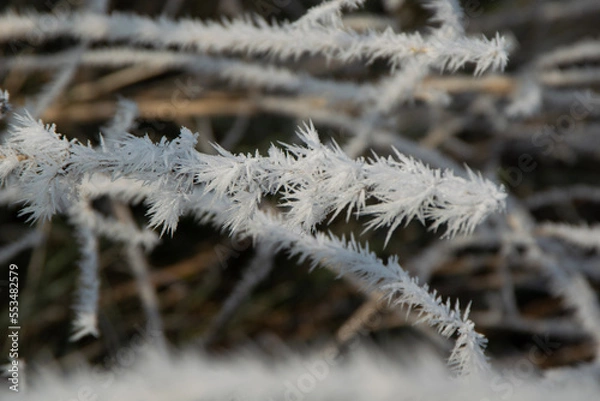 Obraz snow covered branches