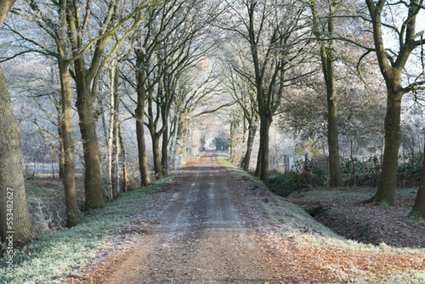 Fototapeta road in the woods