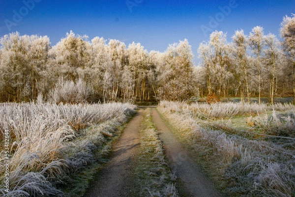 Fototapeta reeds in the snow
