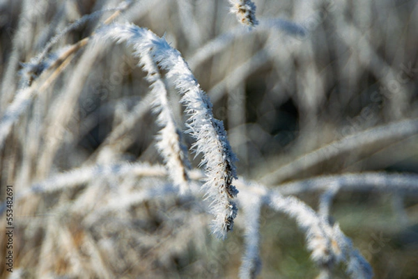 Obraz grass in the snow
