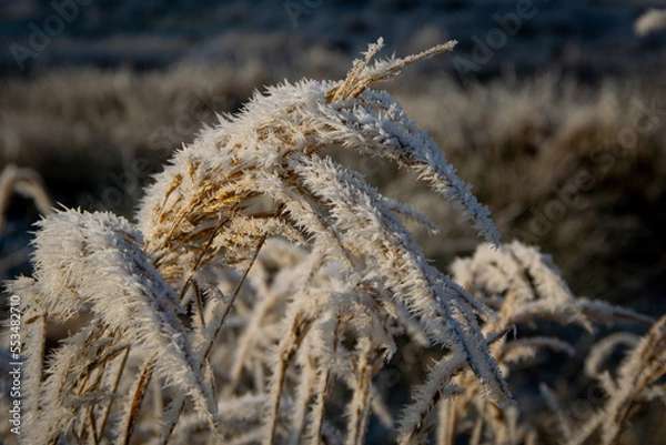 Obraz frost on grass