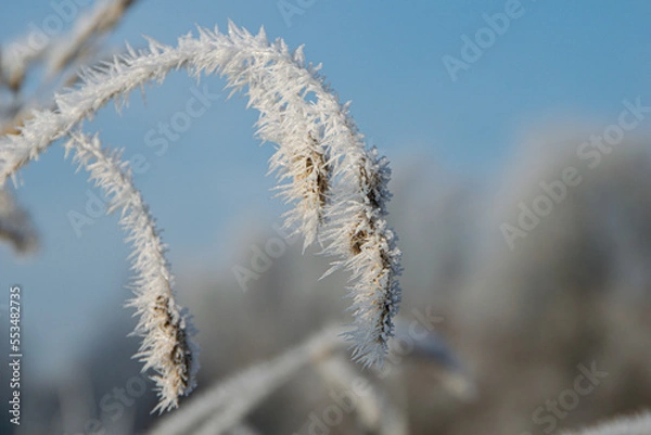 Obraz frost on the grass