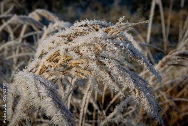 Obraz grass in the snow