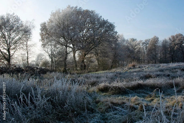 Obraz trees in the snow