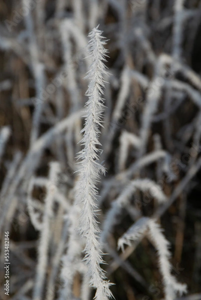 Obraz snow covered branches