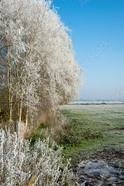 Obraz trees in the snow