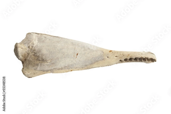 Obraz Big whale bone