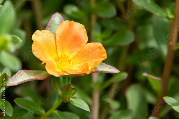 Fototapeta 晴れた日の花