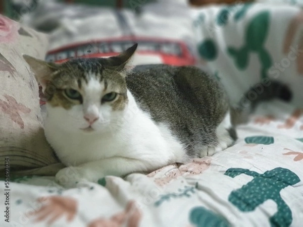 Obraz cat  in thailand