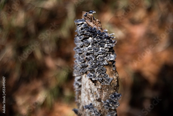 Obraz 凍るキノコ