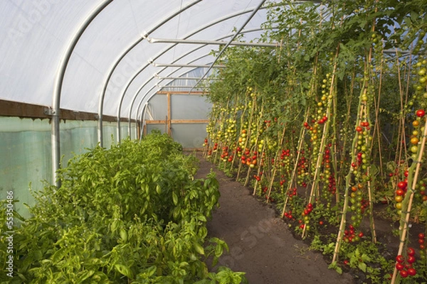 Obraz tomato crop