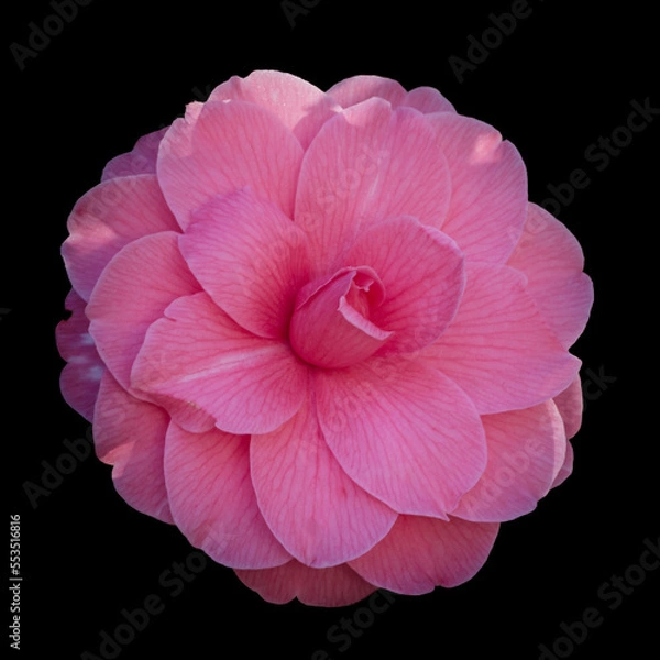 Obraz Pink Rose Portrait