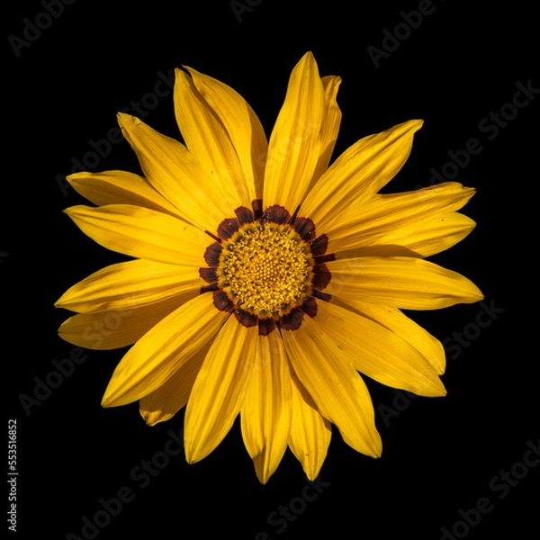 Obraz Treasure Flower