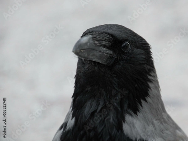 Obraz Hooded crow close up portrait. Corvus cornix