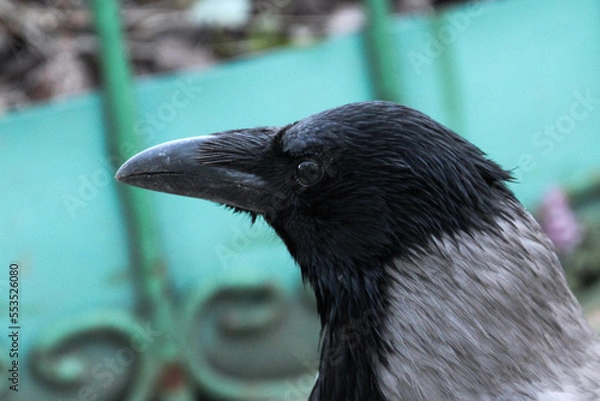 Obraz Hooded crow close up portrait. Corvus cornix