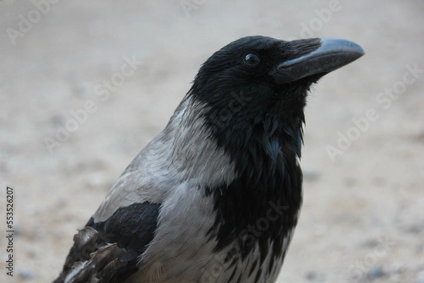 Obraz Hooded crow close up portrait. Corvus cornix