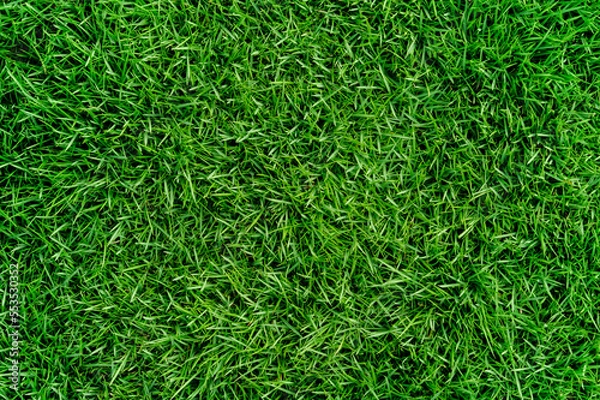 Fototapeta Green lawn texture background.