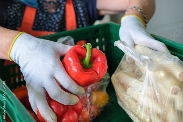 Fototapeta Lebensmittelspende Tafel: Frau mit Handschuhen packt Obst und Gemüse wie frische Paprika in grüne Kisten für die Verteilung an Bedürftige - selektiver Fokus