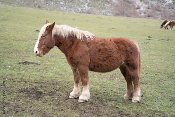 Obraz brown horses pacing peacefully on a green field in the mountains