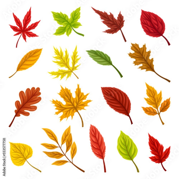 Fototapeta Colorful Autumn Leaves and Bright Foliage Big Vector Set