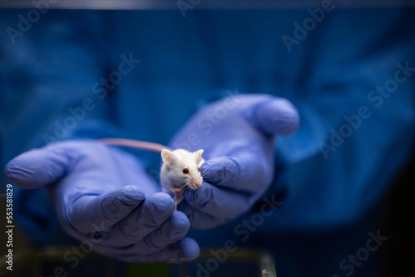 Obraz Scientist holding a lab mouse, evaluating her condition prior to running some tests and inoculation the animal with a virus
