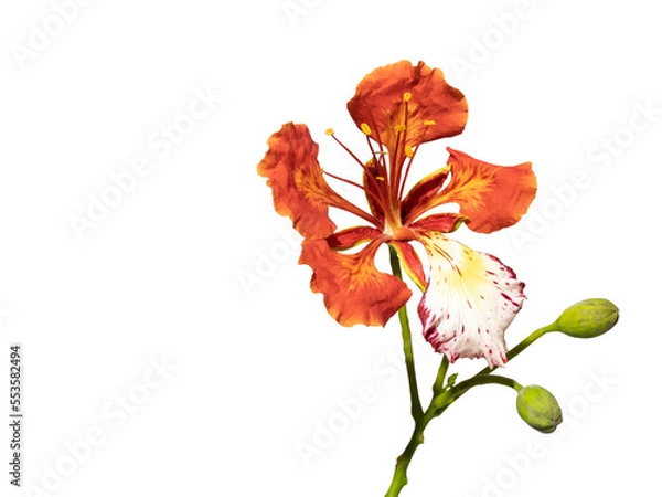 Fototapeta Poinciana regia or Delonix regia flowers isolated and cut out, transparent background. Other names: royal poinciana, flamboyant, acacia rubra, phoenix flower, flame of the forest, flame tree