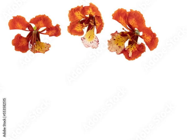 Fototapeta Poinciana regia or Delonix regia flowers isolated and cut out. Transparent background. Other names: royal poinciana, flamboyant, acacia rubra, phoenix flower, flame of the forest, flame tree