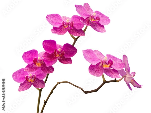 Fototapeta Phalaenopsis orchid, moth orchid, butterfly, anggrek bulan or moon orchid. Selective focus. Isolated on white background and cut out.