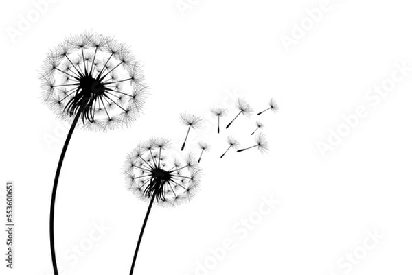 Fototapeta Vector illustration dandelion time. Black Dandelion seeds blowing in the wind. The wind inflates a dandelion isolated on white background.