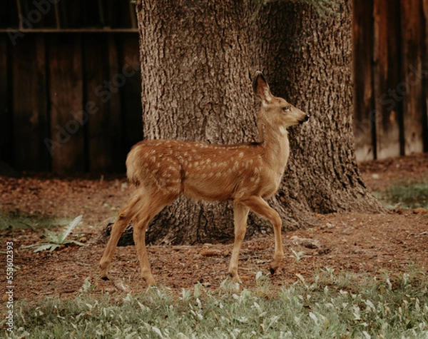 Obraz Baby deer