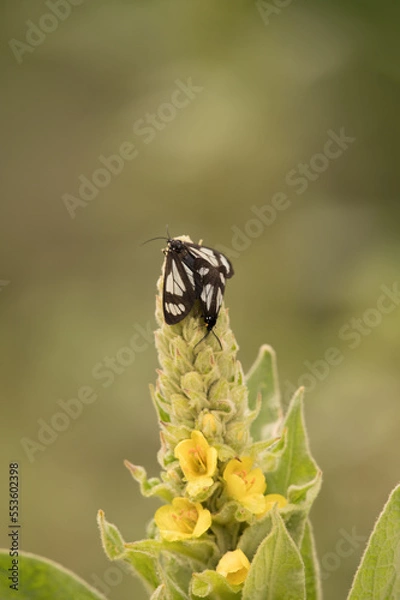 Obraz Two Butterflies