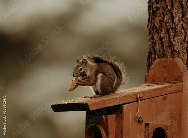 Obraz Squirrel Munching