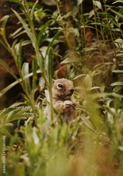 Obraz Chipmunk spying in grass