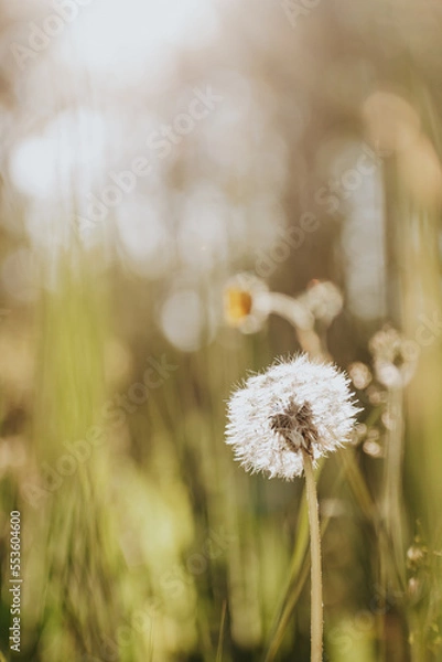 Obraz The lone dandelion 