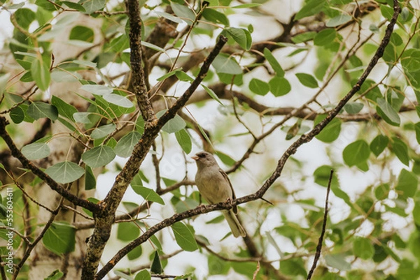 Obraz Small bird on a branch