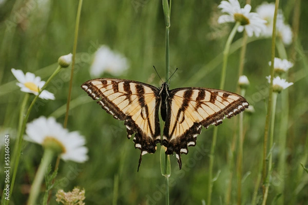 Obraz Beautiful butterfly on stem