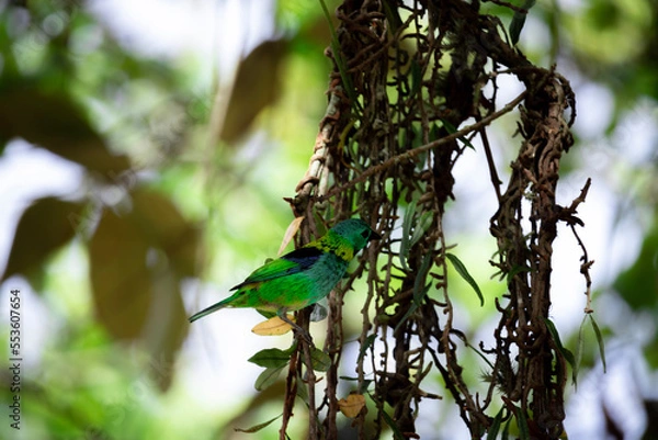 Fototapeta bird on a branch