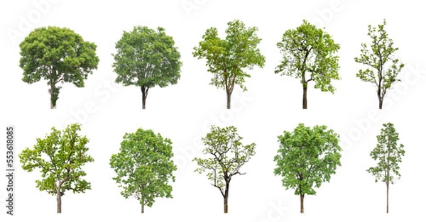 Fototapeta Collection of green trees isolated on transparent background. for easy selection of designs.