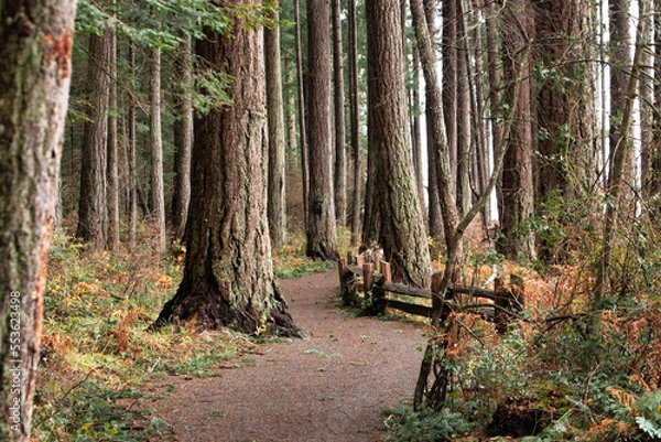 Fototapeta path laid out for walkers and runners at parc provincial de Rathtrevor Beach, parksville, british colombia, canada
