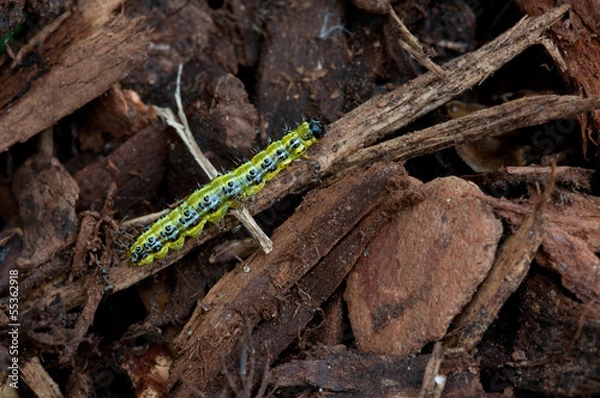 Obraz Buchsbaumzünsler