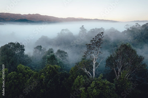 Fototapeta Mist and trees in the forest early morning,Forest fog
