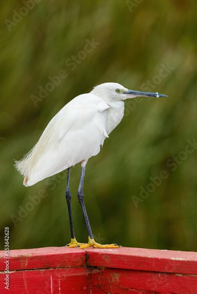 Obraz Little Egret