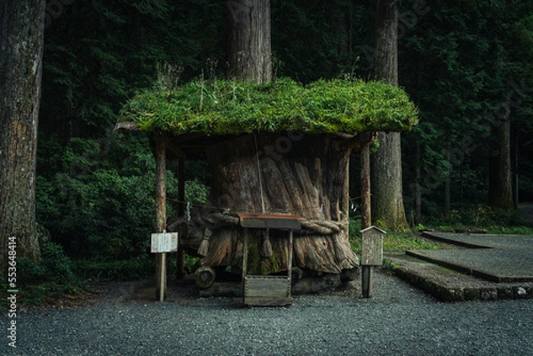 Obraz 小國神社と御神木