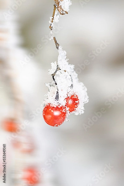 Obraz 배풍등의 빨간 미소