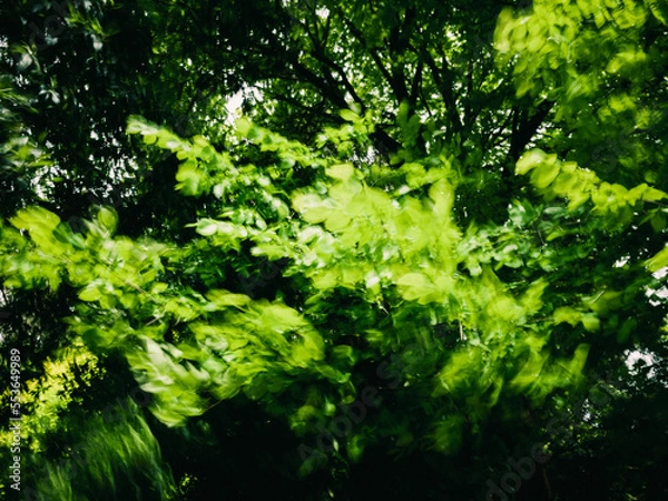 Obraz green leaves background